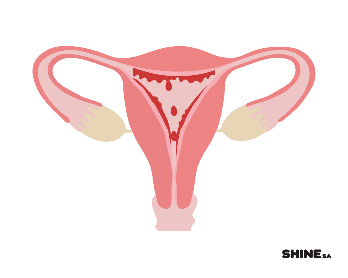 The Menstrual Cycle - SHINE SA