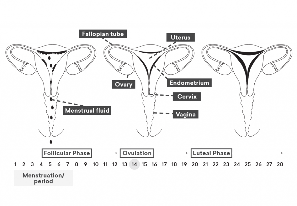 What is a menstrual cycle? 