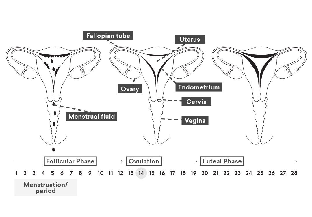 Cervical-mucus-luteal-phase