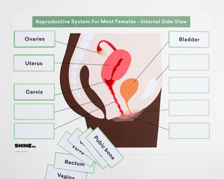 Reproductive-Systems-Board_Female