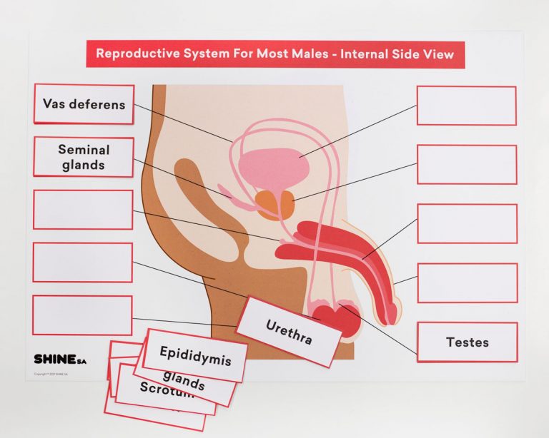 Reproductive-Systems-Board_Male