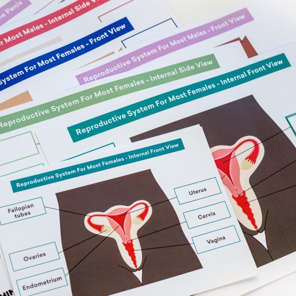 Reproductive-Systems-Boards_Detail
